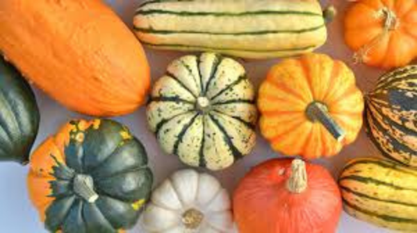 An assortment of winter squash